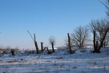 Kar ve ağaçlarla kaplı kış manzarası