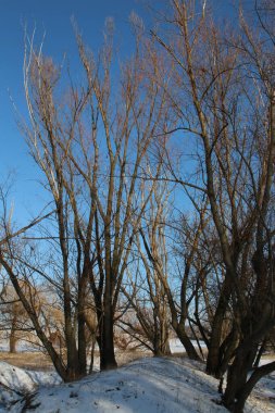 Karla kaplı ağaçlarla kaplı kış manzarası