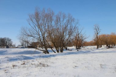 Kış karla kaplı ağaçlar, kış arka planı