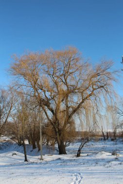 Kar ve ağaçlarla kaplı kış manzarası