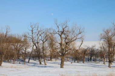 Kışın karla kaplı manzara