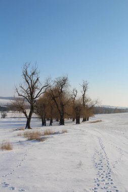 Karla kaplı ağaçlarla kaplı kış manzarası