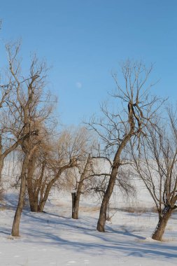 Rusya 'da kışın don ve buzla kaplı ağaçlar