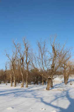 Parkta karla kaplı ağaçlar.
