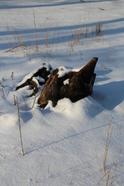 Kışın bir grup kahverengi geyik.