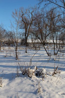 Kış ormanında karla kaplı ağaçlar. Güzel kış manzarası.
