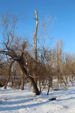 Ağaçlar ve dallarla kaplı kış manzarası
