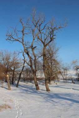 Kış manzarası karla kaplı ağaçlar