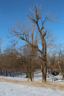 Kış manzarası, kar ve ağaçlar