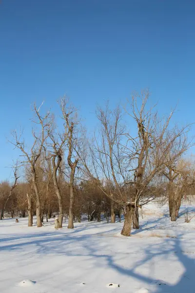 Parkta karla kaplı ağaçlar.