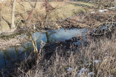 Ağaçlarla dolu bir tarlada akan bir dere.