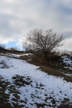 Karlı bir tepede, arka planı gökyüzü olan yalnız bir ağaç.