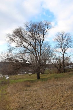 Arka planda nehir olan bir tarlada bir ağaç.