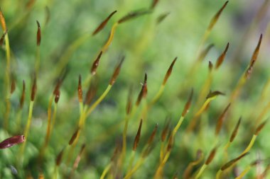 Birçok küçük yaprağı olan bir bitkinin yakın çekimi.