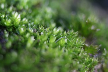 Yeşil yapraklı bir bitkinin yakın çekimi