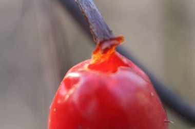 Ağaçta sapı olan kırmızı bir meyve.