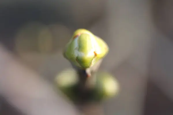 a budding plant with a blurry background