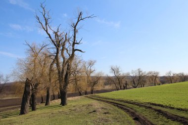 Ağaçlar ve yapraklarla kaplı bahar manzarası