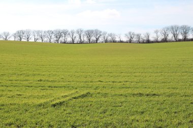 Nisan ayında bahar mevsiminde buğday tarlası
