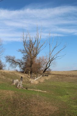 Tarlada yapayalnız ağaç
