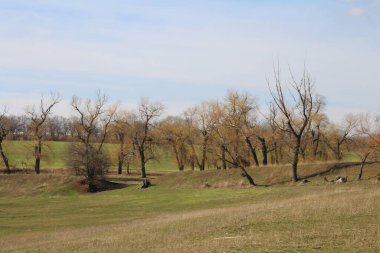Tarlada ağaçlar olan güzel bir sonbahar manzarası.