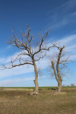 Yaşlı meşe ağacı mavi gökyüzüne karşı