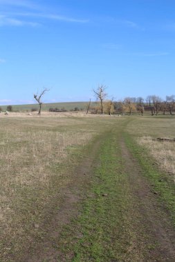 Güneşli bir günde tarlada bir yol