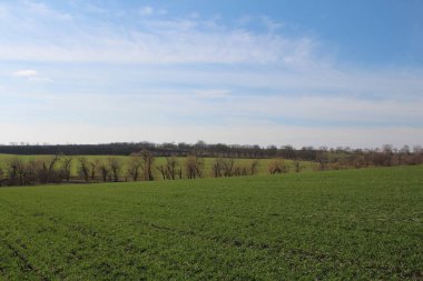 yeşil tarla ve mavi gökyüzü