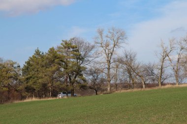 Ağaçlar ve yeşil çayır