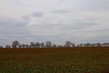 Sonbaharda buğday tarlası