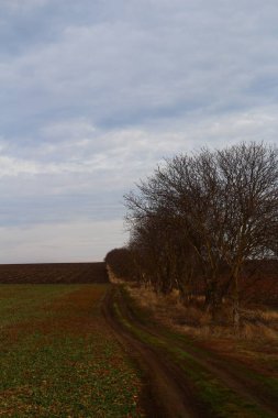 Ağaçlar ve ormanlarla dolu güzel bir manzara.