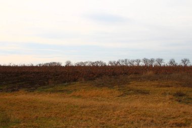 Ağaçlarla dolu bir tarlası ve bulutlu bir gökyüzü olan güzel bir manzara.