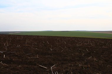 Yeşil buğday ve toprak tarlası