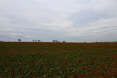 Tarlanın güzel manzarası