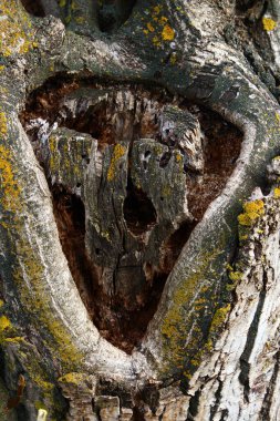 Bir ağaç kabuğunun yakın plan çekimi.