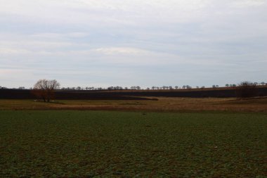 Ormanın manzarası.