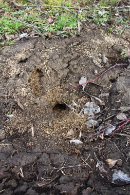 Kökü büyük küçük bir ağaç.