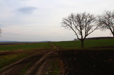 Ağaçlı toprak yol ve tarla. Bahar zamanı.
