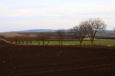 Büyük bir ağaçla tarlanın güzel bir görüntüsü.