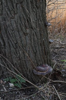 Arka planda bulanık bir ağaç gövdesinin dikey görüntüsü