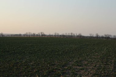 Sabah bir buğday tarlası