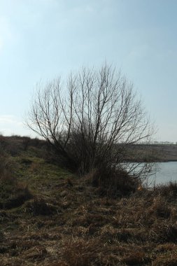 Nehirli güzel bir manzara