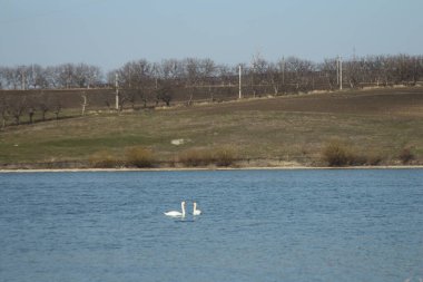 Beyaz Kuğu Gölü nün kıyısında