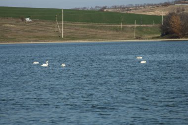 Ördekler nehirde yüzer