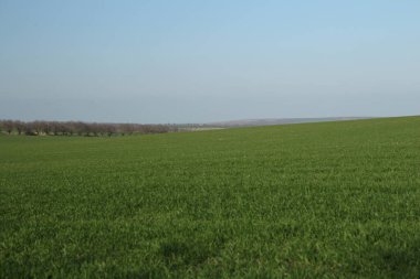 Yeşil buğdaylı bahar tarlası ve arka planda büyük bir ağaç.