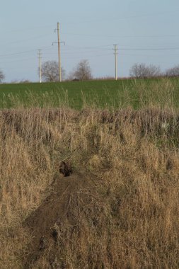 Yol tarlaya gidiyor.