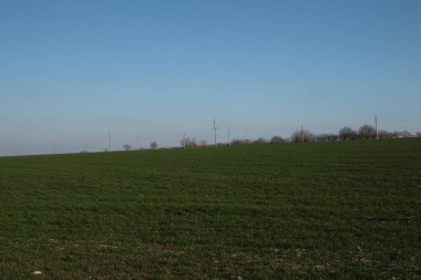 yeşil tarla ve mavi gökyüzü