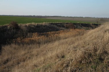 Ağaç tarlalarının manzarası