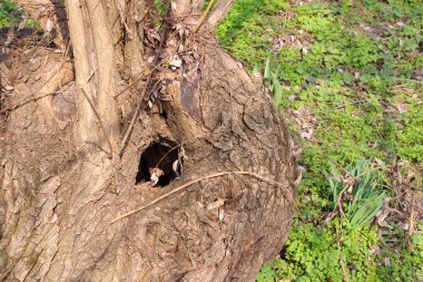 Yeşil ormandaki bir ağaç gövdesinin yakın çekimi.