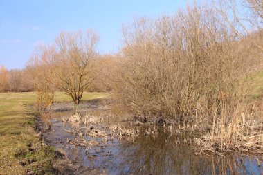 Küçük bir gölet ve parkta bir ağaç..